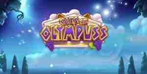Cats of Olympuss